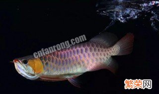 红龙鱼每天开灯多久 红龙鱼24小时开灯后果