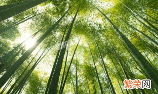 竹子在中国有何寓意 竹子寓意