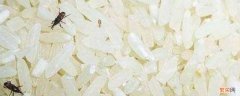 大米如何防米虫 大米如何防虫子