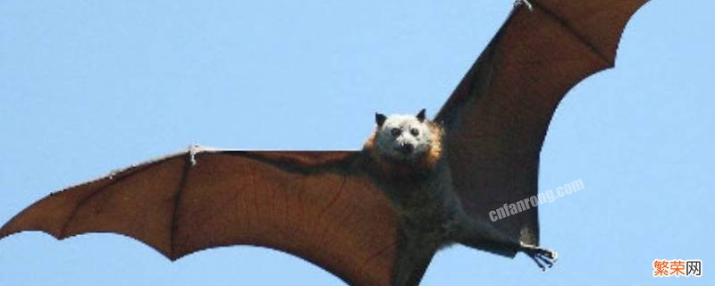 蝙蝠白天为什么不动 蝙蝠白天能动吗