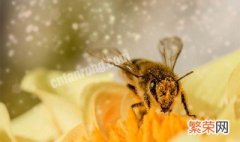蜜蜂是什么时候开始采蜜的视频 蜜蜂是什么时候开始采蜜的