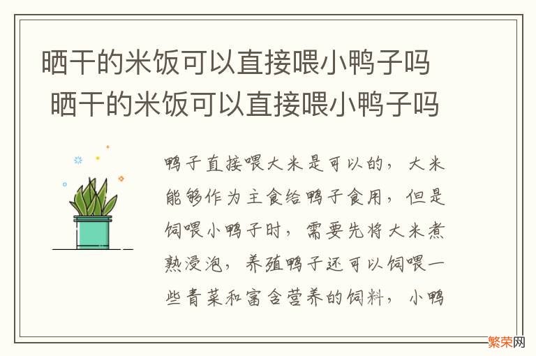 晒干的米饭可以直接喂小鸭子吗 晒干的米饭可以直接喂小鸭子吗