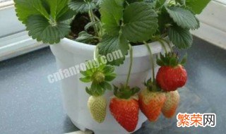 家里怎么种植草莓 家里种草莓的方法