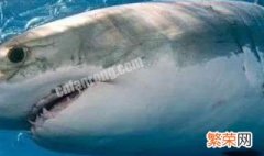 大白鲨的是什么颜色 大白鲨是白色的吗