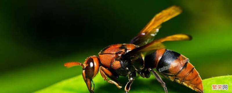 马蜂吃什么昆虫 马蜂吃什么