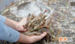 新鲜活虾怎么保存到第二天 新鲜活虾怎么保存