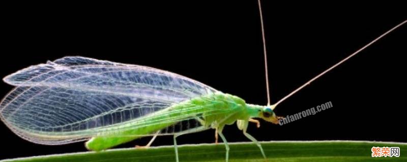 青绿色的小飞虫是什么虫 青绿色的小飞虫是什么虫咬人有毒吗