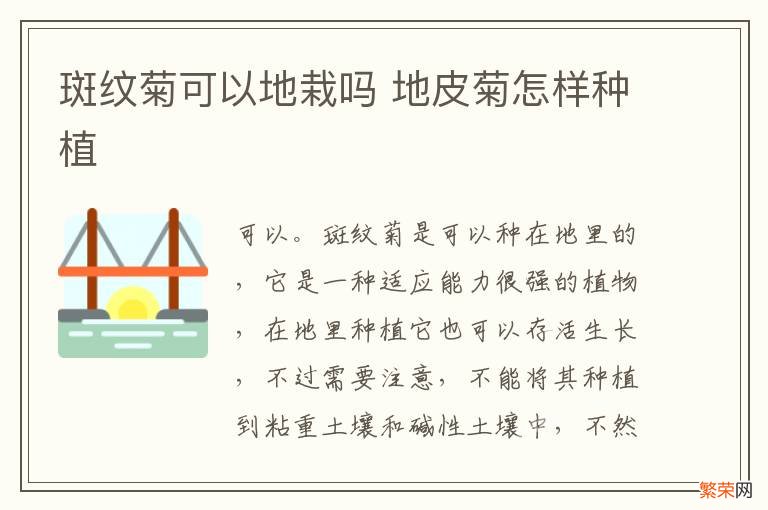 斑纹菊可以地栽吗 地皮菊怎样种植