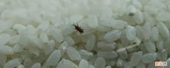 大米为什么会生小黑虫 大米里为什么会生小黑虫
