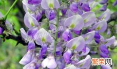 紫藤的风水禁忌及风水讲究有哪些图片 紫藤的风水禁忌及风水讲究有哪些