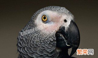 灰鹦鹉繁殖方法 灰鹦鹉怎么繁殖