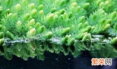 狐尾藻的养殖方法和注意事项 狐尾藻怎么养