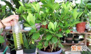 洋槐花的养殖方法和注意事项有哪些 洋槐花的养殖方法和注意事项