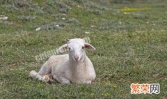 养羊的最简单方法 有什么喂养的技巧