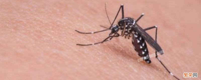 蚊子怕维生素b1吗 蚊子怕维生素b几