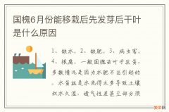 国槐6月份能移栽后先发芽后干叶是什么原因