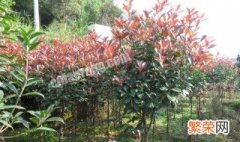 种红叶石楠树的寓意是什么 种红叶石楠树的寓意介绍