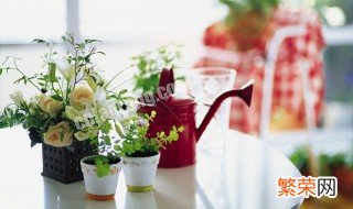 适合家种植的植物 家庭种植什么植物比较好