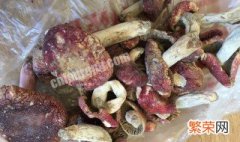 红菇怎么保存 红菇有什么特点