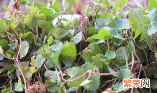 积雪草护肤品的功效与作用 积雪草护肤品的功效与作用的功效与作用