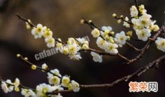 腊梅是什么季节开花的花 腊梅是什么季节开花