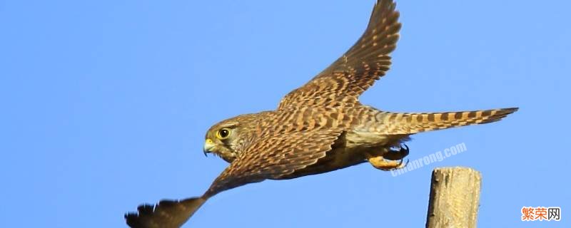 红脚隼是什么鸟 隼是什么鸟
