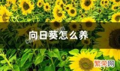 向日葵养护方法 向日葵的养殖方法介绍