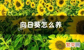 向日葵养护方法 向日葵的养殖方法介绍