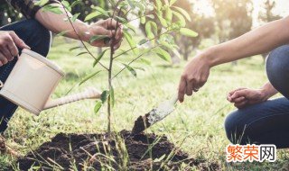 园林植物施肥的措施和方案 如何对园林植物进行合理施肥