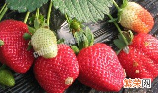 草莓适合什么地方种植 草莓在哪里种植比较好