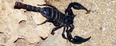 蝎子的种类图片和名称 蝎子的种类