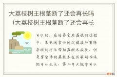 大荔枝树主根茎断了还会再长吗视频 大荔枝树主根茎断了还会再长吗