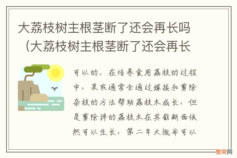 大荔枝树主根茎断了还会再长吗视频 大荔枝树主根茎断了还会再长吗