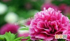 牡丹花是中国的国花它象征着什么 牡丹花是中国的国花它象征着什么