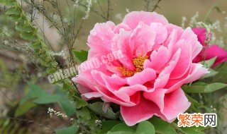牡丹花被称为国花的原因是什么 牡丹花被称为国花的原因