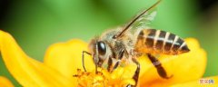 蜂王和工蜂分别指什么 蜂王和工蜂分别是什么蜂