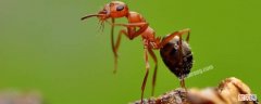 如何有效的清除蚂蚁 蚂蚁怎样才能彻底清除干净