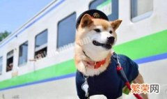 火车可以带宠物吗 前提还需要做什么