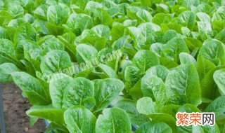 南方10月份适合种植什么蔬菜 南方十一月份适合种什么蔬菜