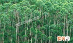 桉树高产种植技术 桉树高产种植技术视频