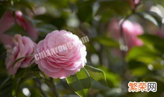 开粉色花的树是什么树绿化 开粉色花的树是什么树