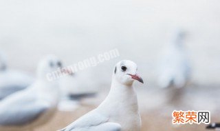 鸽子放飞最好方法 如何放飞鸽子