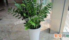 适合家里养的绿色植物 适合家里养的绿色植物介绍