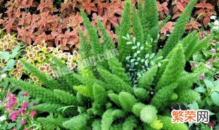 狐尾天门冬和天门冬区别 天门冬和狐尾天门冬的区别