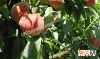 种桃子树方法 桃树的种植方法