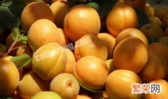 新鲜的杏怎么保存 新鲜杏子保存方法介绍