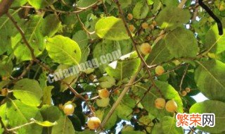 扇子树的果实是否能食用 扇子树的果实能吃吗