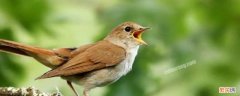 哪些鸟的叫声有什么作用(至少有两种 哪些鸟的叫声有什么作用