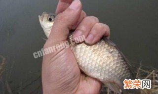 为什么钓鱼不用黑蚯蚓 黑蚯蚓为什么难钓到鱼