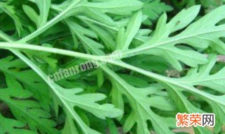 艾和蒿有什么区别 艾和蒿的区别介绍